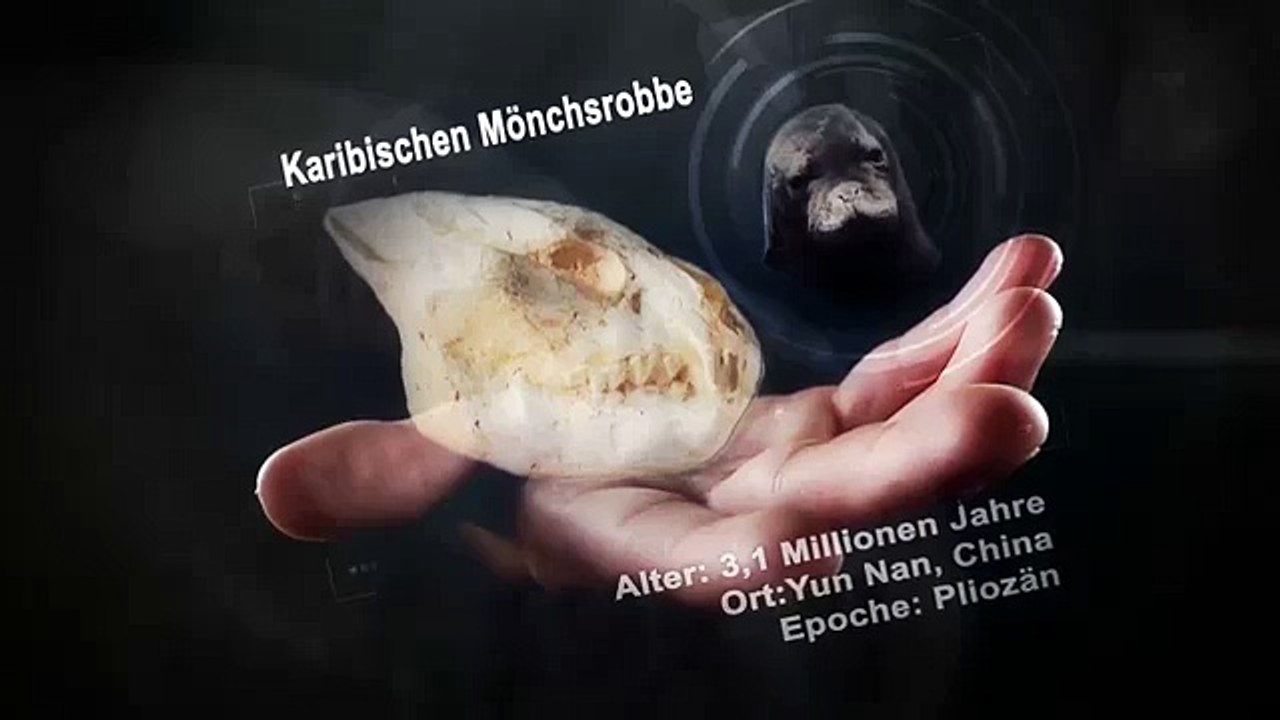 Fossilien beweisen die Schöpfung 2