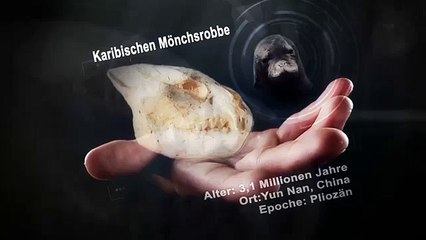 Fossilien beweisen die Schöpfung 2