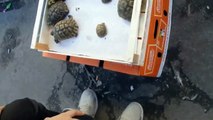 trafic de tortues grecques au marché au puces de Marseille