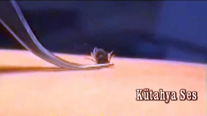 KÜTAHYA'DA KENE VAKASI