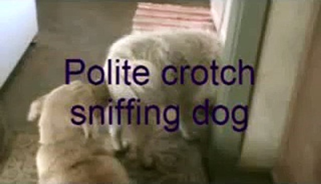 Polite crotch-sniffing dog