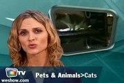WeShow Tv | Pets & Animals Review | July 1st