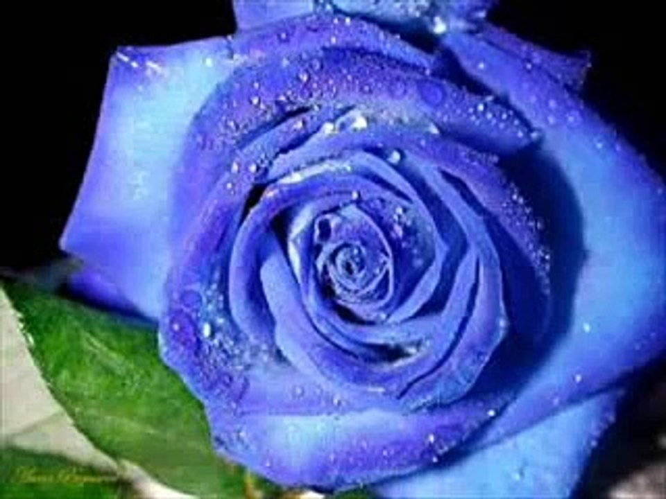 ROSAS EN EL MAR
