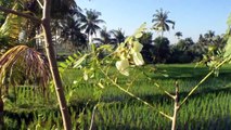 Rice Paddies, Water Distribution, Green Revolution