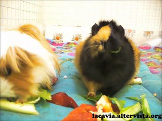 Alimentazione cavia - Come alimentare in modo perfetto la cavia (porcellino d'india)
