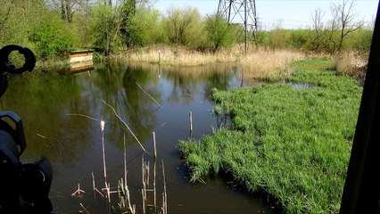 Kingfishers - 2015-04 - tewbirds @ RSPB Rye Meads
