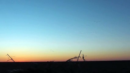 охота на гуся 2015