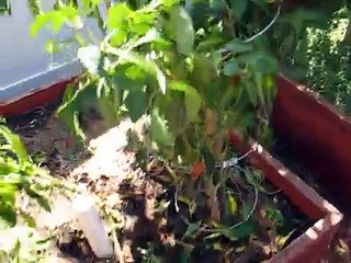 Fall vegetable Garden in Florida