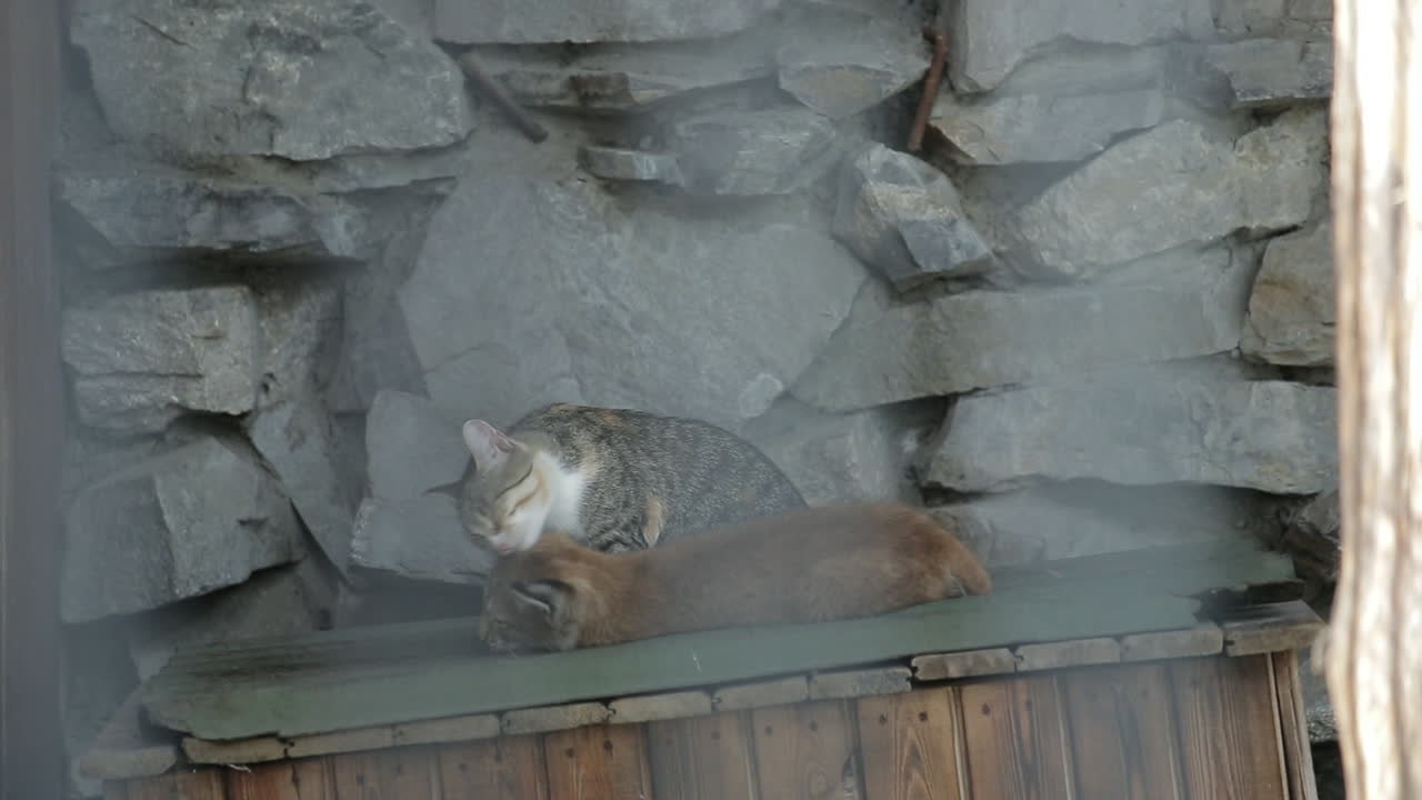 Süß: Katze adoptiert Luchs-Baby