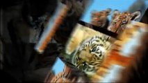 SCT Promo Video - Rewilding South China Tigers in South Africa