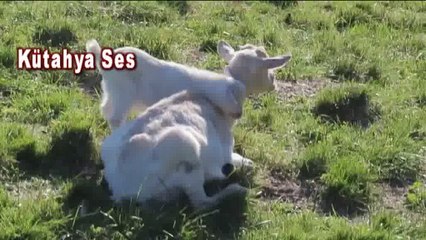Bebek Keçinin Annesiyle Oynaması!