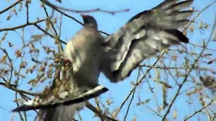 Porumbei salbatici gulerati - Columba palumbus