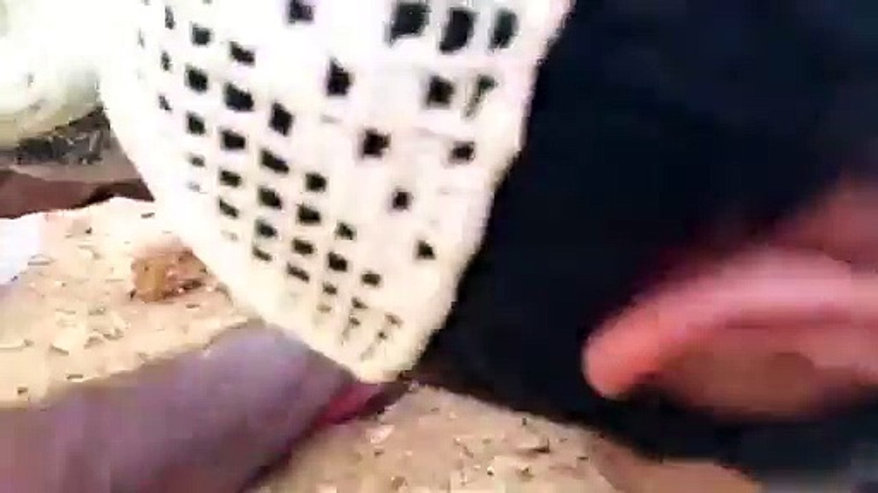 شاهد ماذا طلع لهم من الجحر ههههههههههههههههههههه