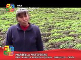 LA QUINUA EN CANTA - DIRECCIÓN REGIONAL DE AGRICULTURA LIMA