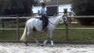 Andalusian Horse, Stallion, for sale