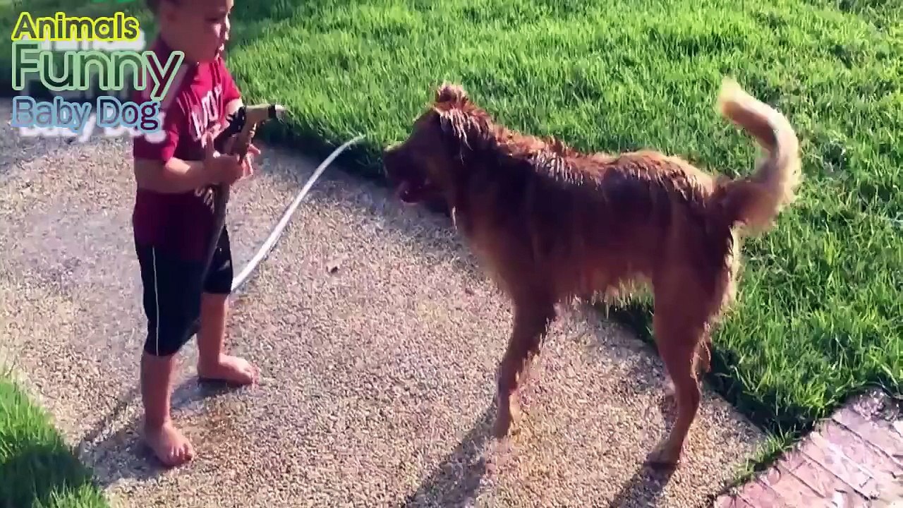 Pets and Cute Babies Having Bath Together Compilation June 2015 Funny Animals Baby Dog