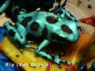 Our new Poison Dart Frog in their Paludarium (habitat)!