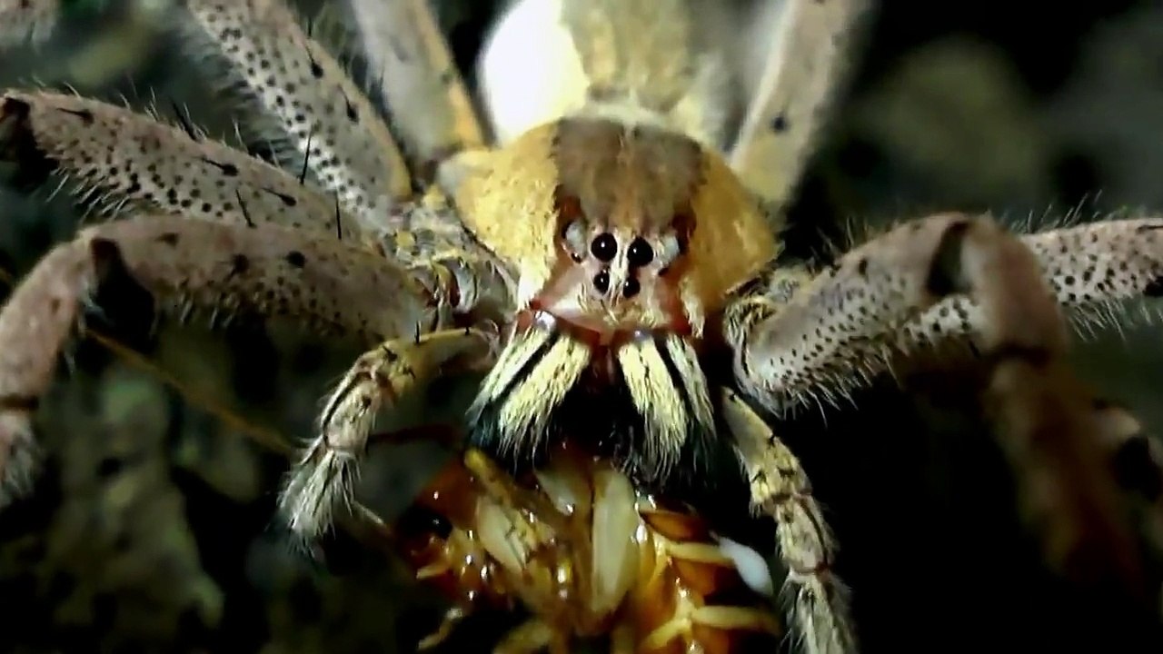 Holiday special! Tarantula compilation 19