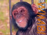 JACK : 29 orphans chimps dec 2009/ JACK: 29 chimps orphelins déc 2009