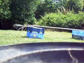 Saut d'obstacle avec Miel ma chèvre naine.