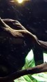 Tiny white squiggly worm in my aquarium?