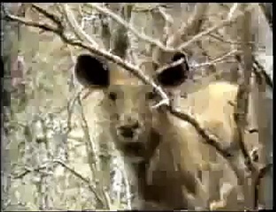 Lipton Tiger Tea Commercial - Doordarshan Ad/ Commercial from the 80's & 90's - pOphOrn