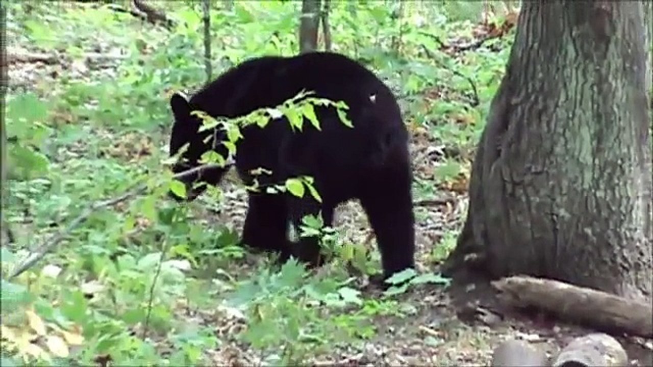 Northern MN Bear Hunt