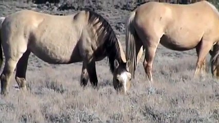Wild Horses, Calico Mountain Complex and Gov't Holding Facility, NV (Nov 2009) - Raw