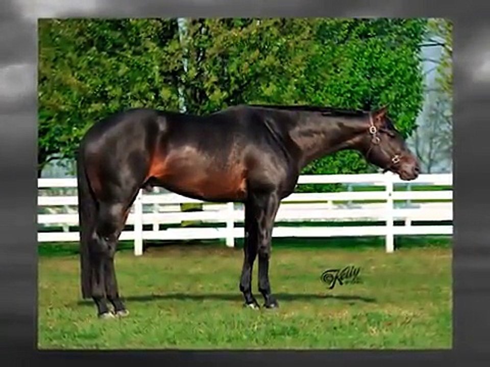 Iron Age AQHA Stallion video Dailymotion