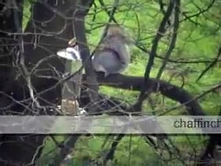 Squirrel Daylight Robbery