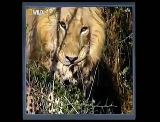 Çıtaları Acımasızca Öldüren Aslan