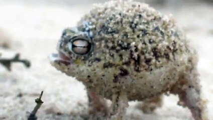 Çöl Yağmuru Kurbağası