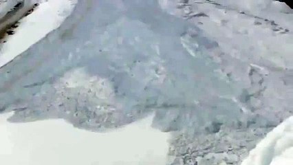 Dağ keçilerinin çığ altından kurtuluşu