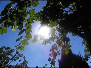 Heintje - Heerlijk zonlicht