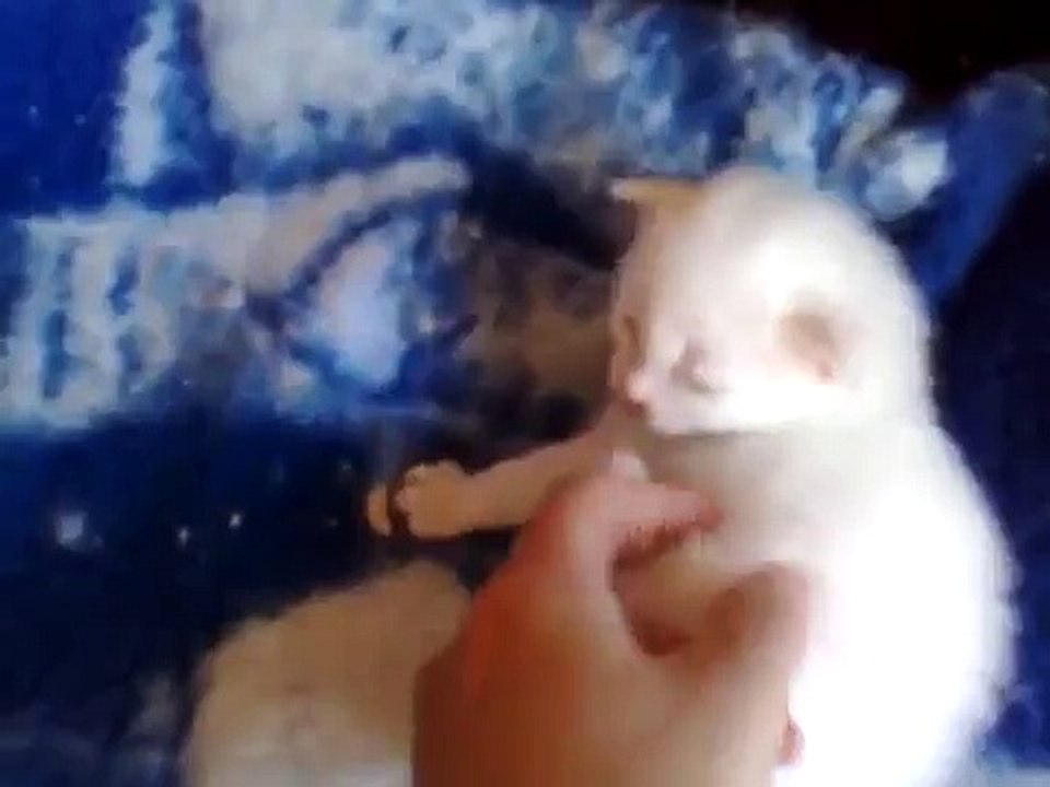 Katzenbaby mit Mama