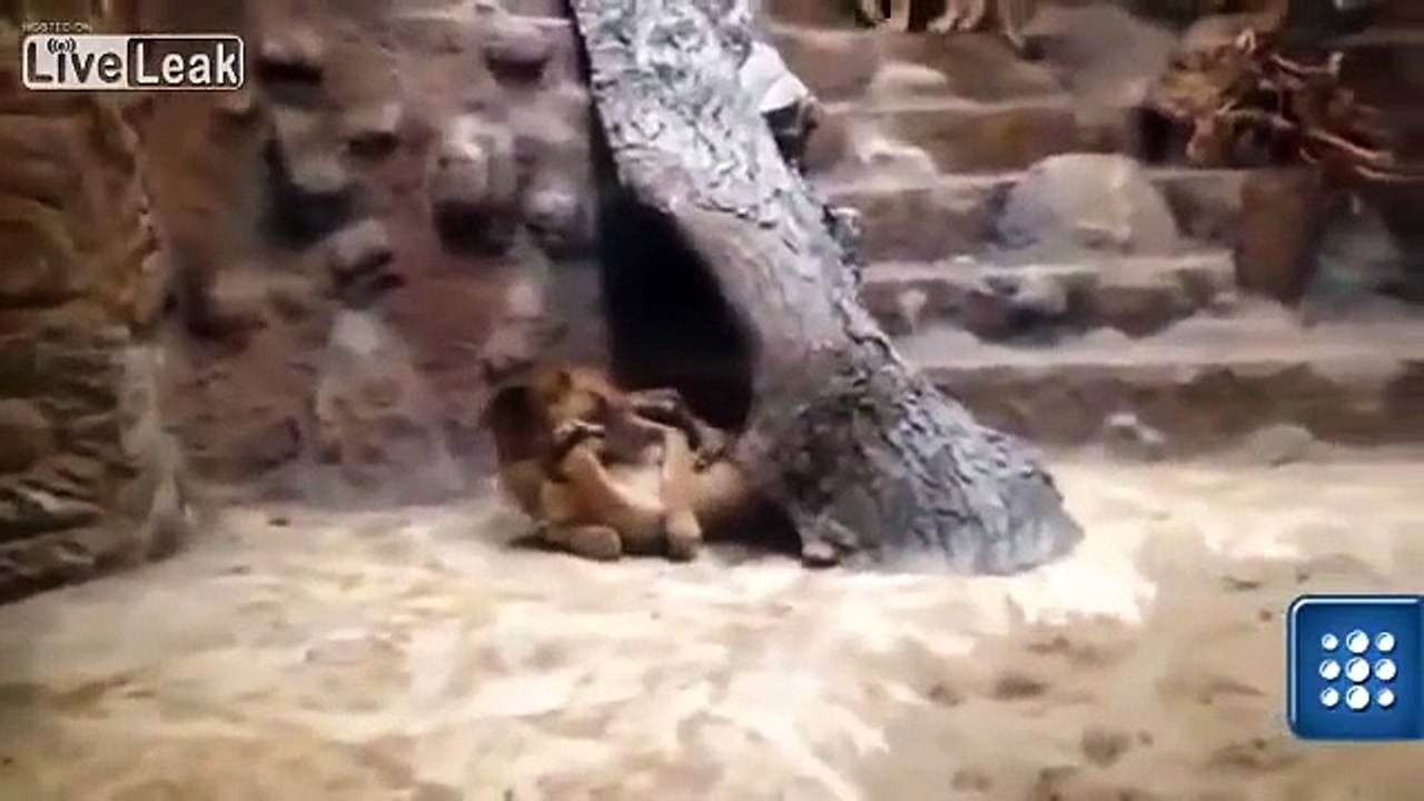 Erkek aslan dişi aslanı  öldürdü