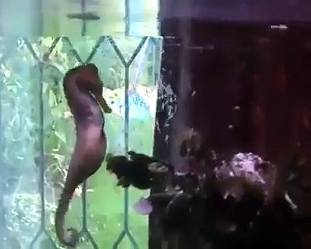 Sea Horse Giving Birth to Its 1000+ Babies - Live