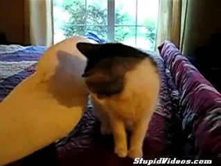 Bird and Cat plays - Papagei und Katze spielen