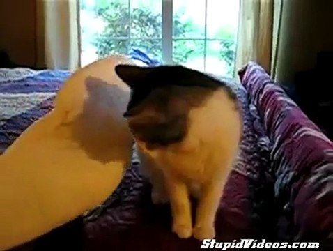 Bird and Cat plays - Papagei und Katze spielen