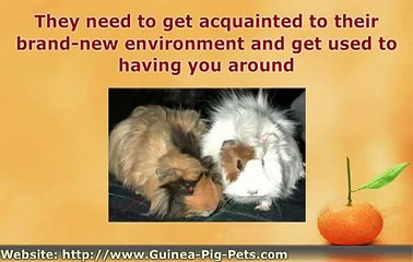 Homecoming Guinea Pig Care