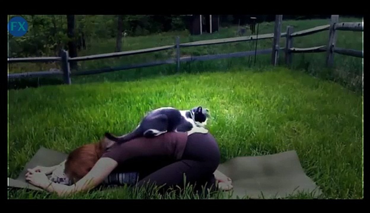 Funny Videos - Funny Cat - Funny Dog  - Funny Dog Videos - Funny Cats Videos - Funny Cats and Dogs