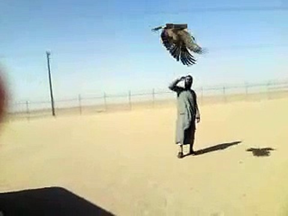 إطلاق عقاب في الكويت