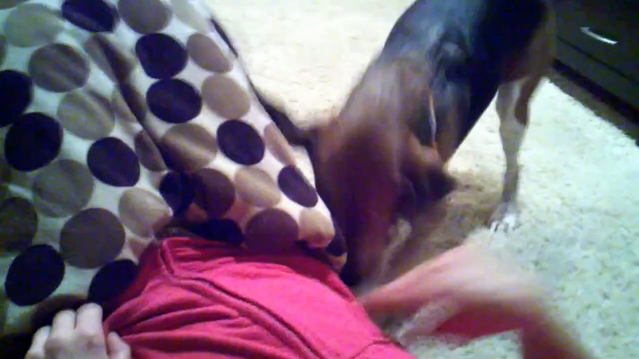 Genius Beagle Detects Pregnant Mom