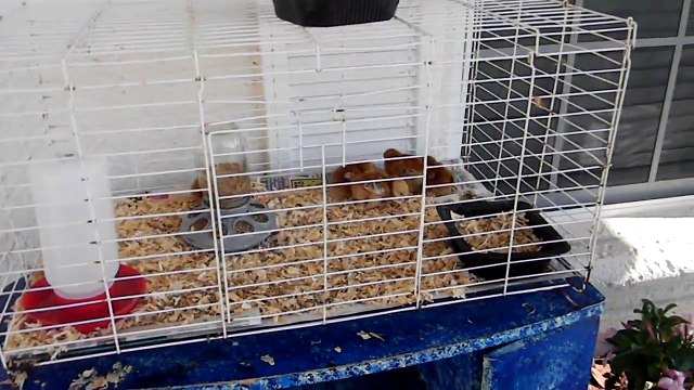 Welcome to our Urban Homesteading in progress