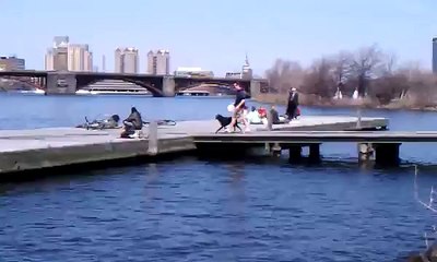 Maggie Charles River Frisbee Dog 2