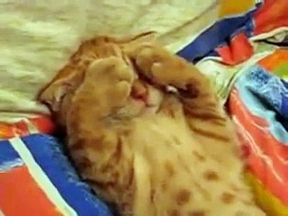 Cutest Ever Furry Little Cat - Sleeping Beauty