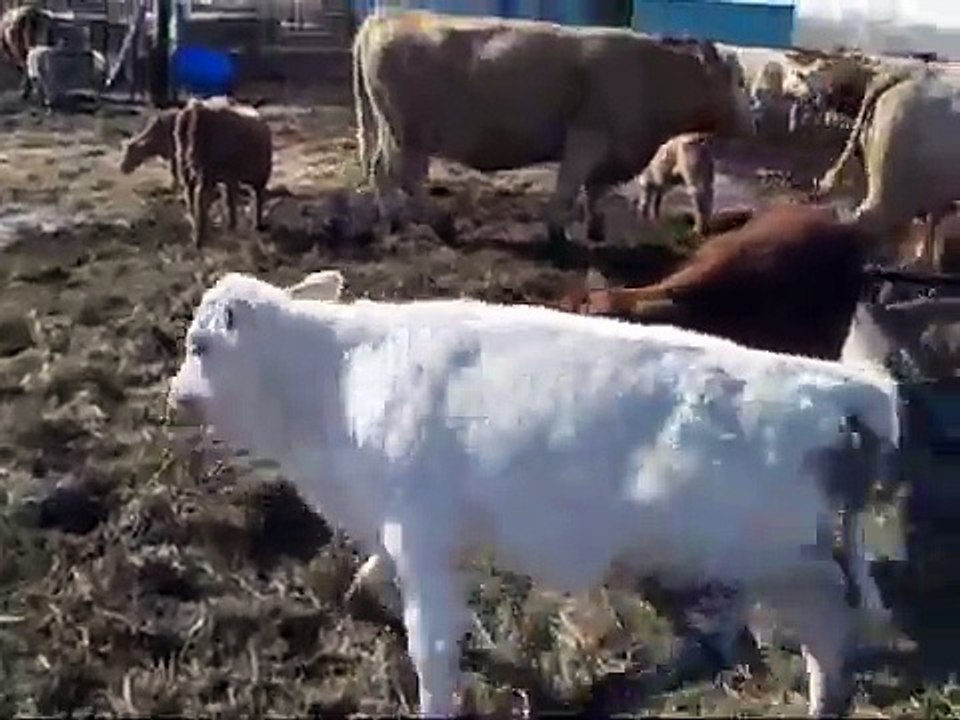 Spring Calves