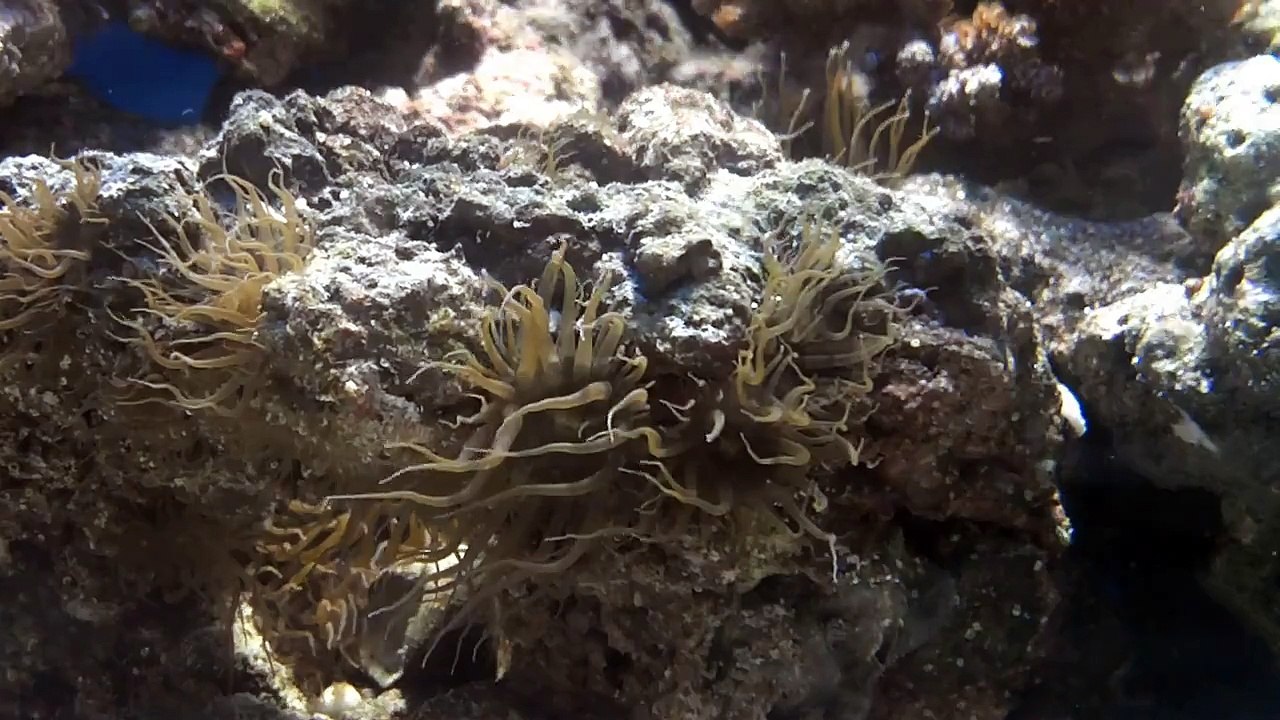 Aptasia ID (nasty stuff)