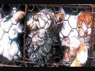 Cat And Dog Fur Farming.. Crawling In Their Skin