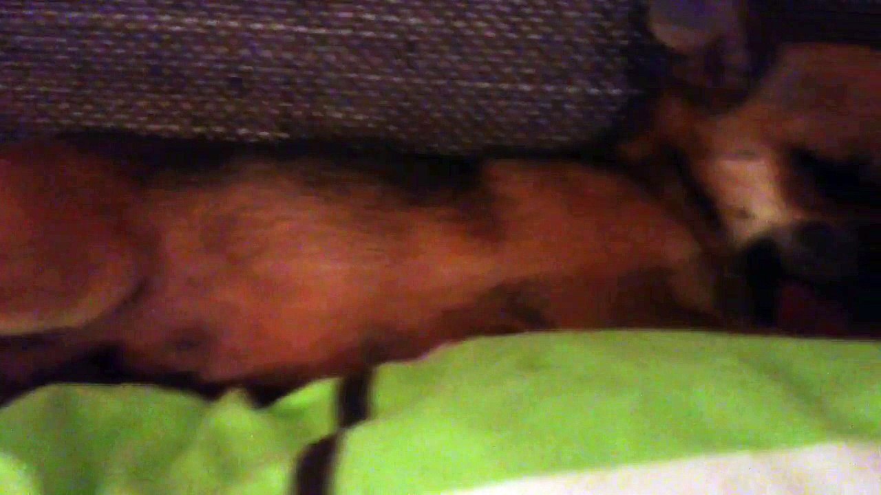 Godiva snores while having sweet Dreams